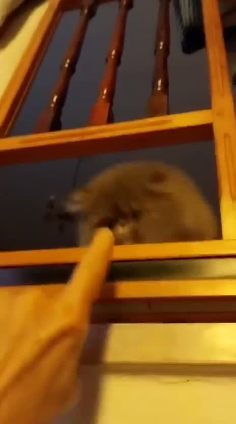 Persiano gatti in vendita: Cucciolo gatto persiano  - Video 1