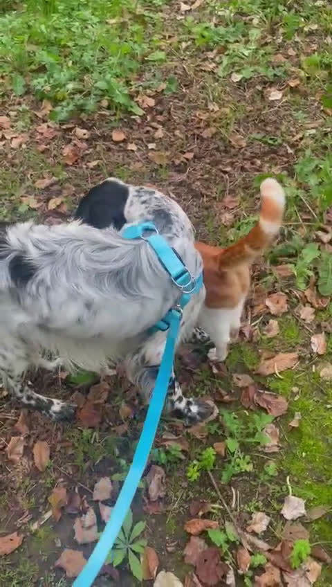 Setter Inglese cani in regalo: PLUTO Setter Inglese di 3 anni - Video 1