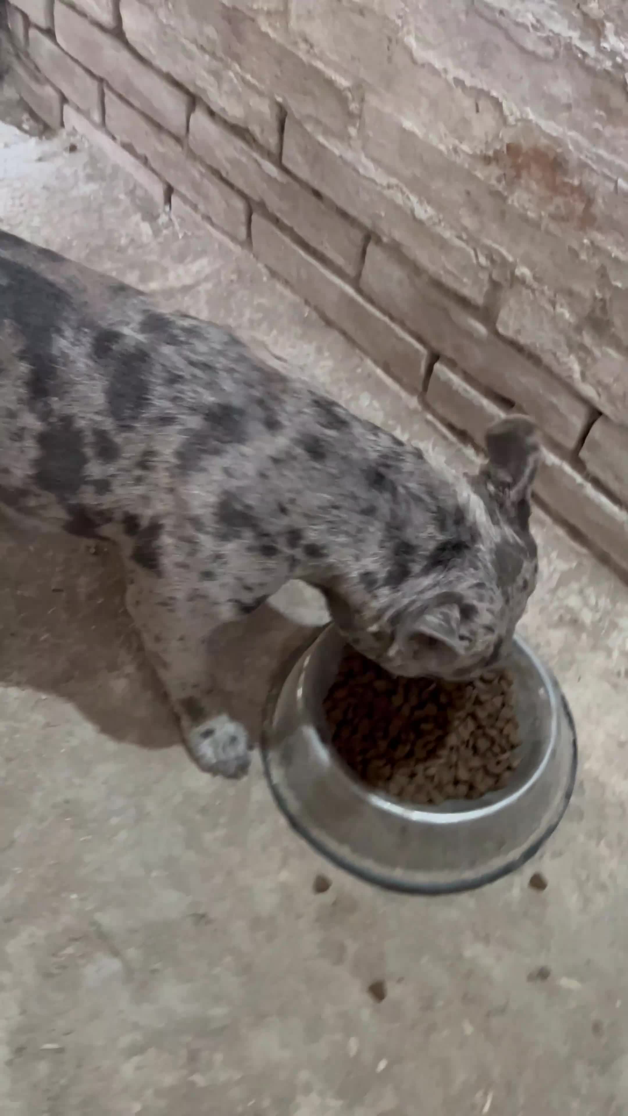 Bulldog Francese cani in vendita: Bulldog francese  - Video 1
