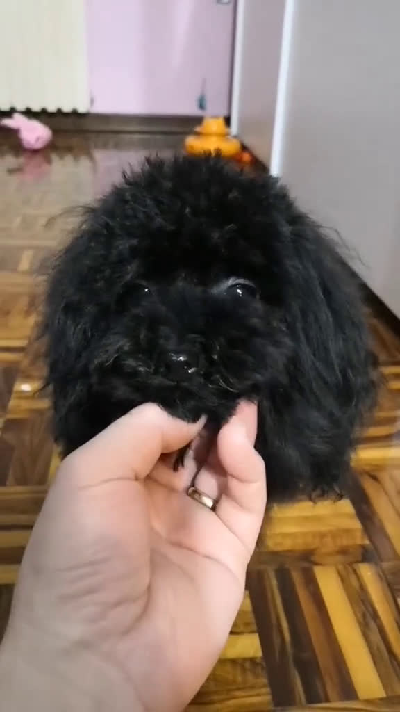 Barboncino Toy cani in vendita: Barboncino Toy femmina di colore nero - Video 1