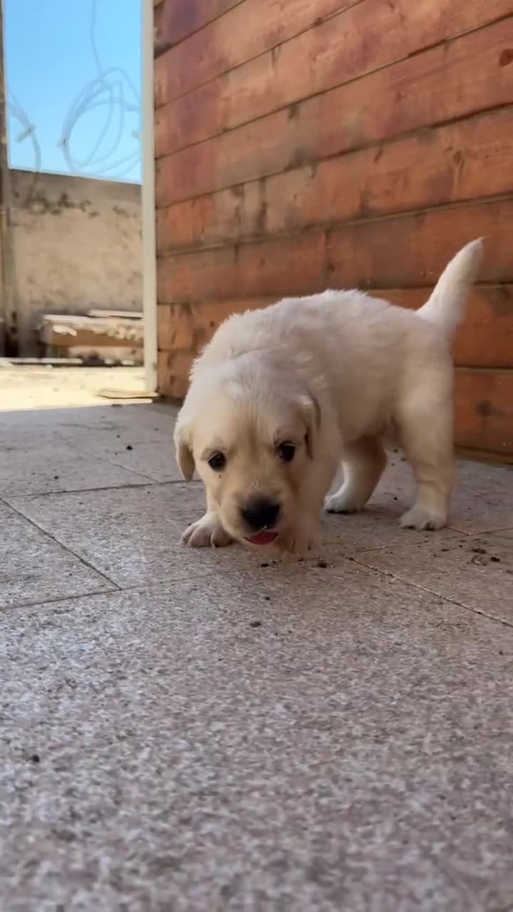 Golden Retriever cani in vendita: CUCCIOLI DI GOLDEN RETRIEVER CERCANO FAMIGLA ❤️ - Video 3