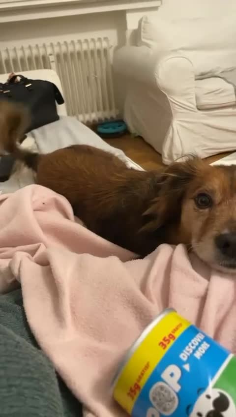 Meticcio cani in regalo: Giulio: taglia piccola, dolce e sensibile  - Video 3