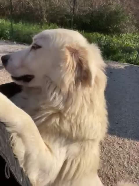 Meticcio cani in regalo: SOS DOLCE OSLINO - Video 2