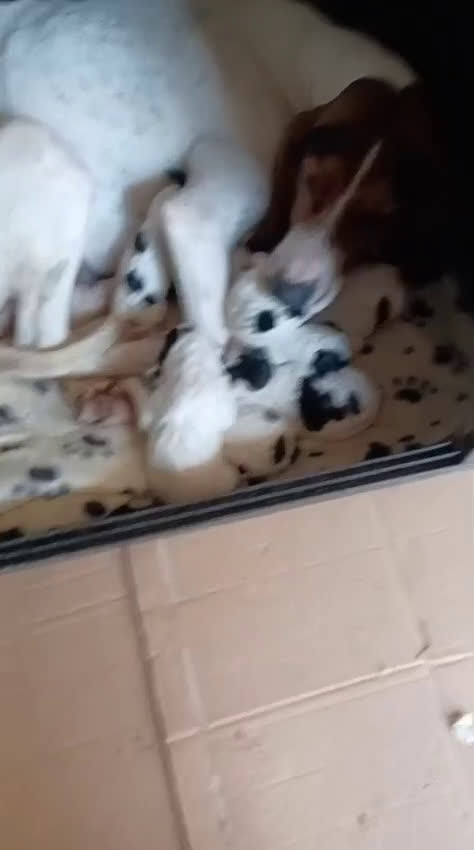 Segugio cani in regalo: LA DOLCISSIMA PENNY a Provincia di Arezzo - Video 5