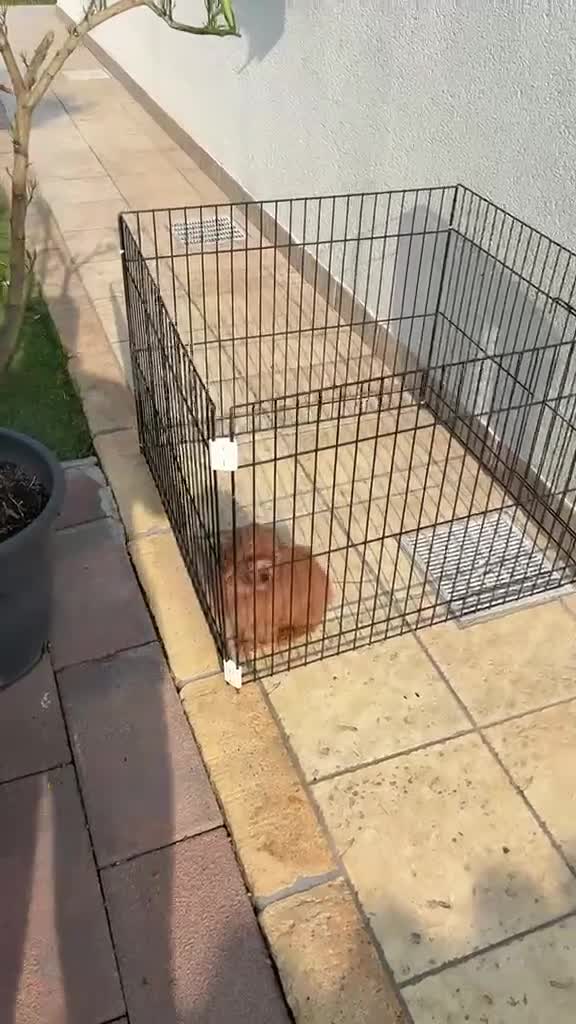 Barboncino Toy cani in vendita: Splendido barboncino toy red - Video 1