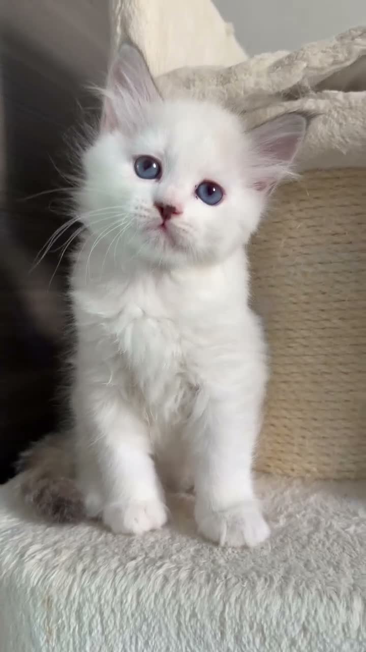 Siberiano gatti in vendita: Maschietto siberiano Neva Masquerade con Pedigree - Video 1