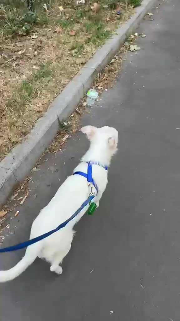 Meticcio cani in regalo: Cagnolino taglia piccola  - Video 3