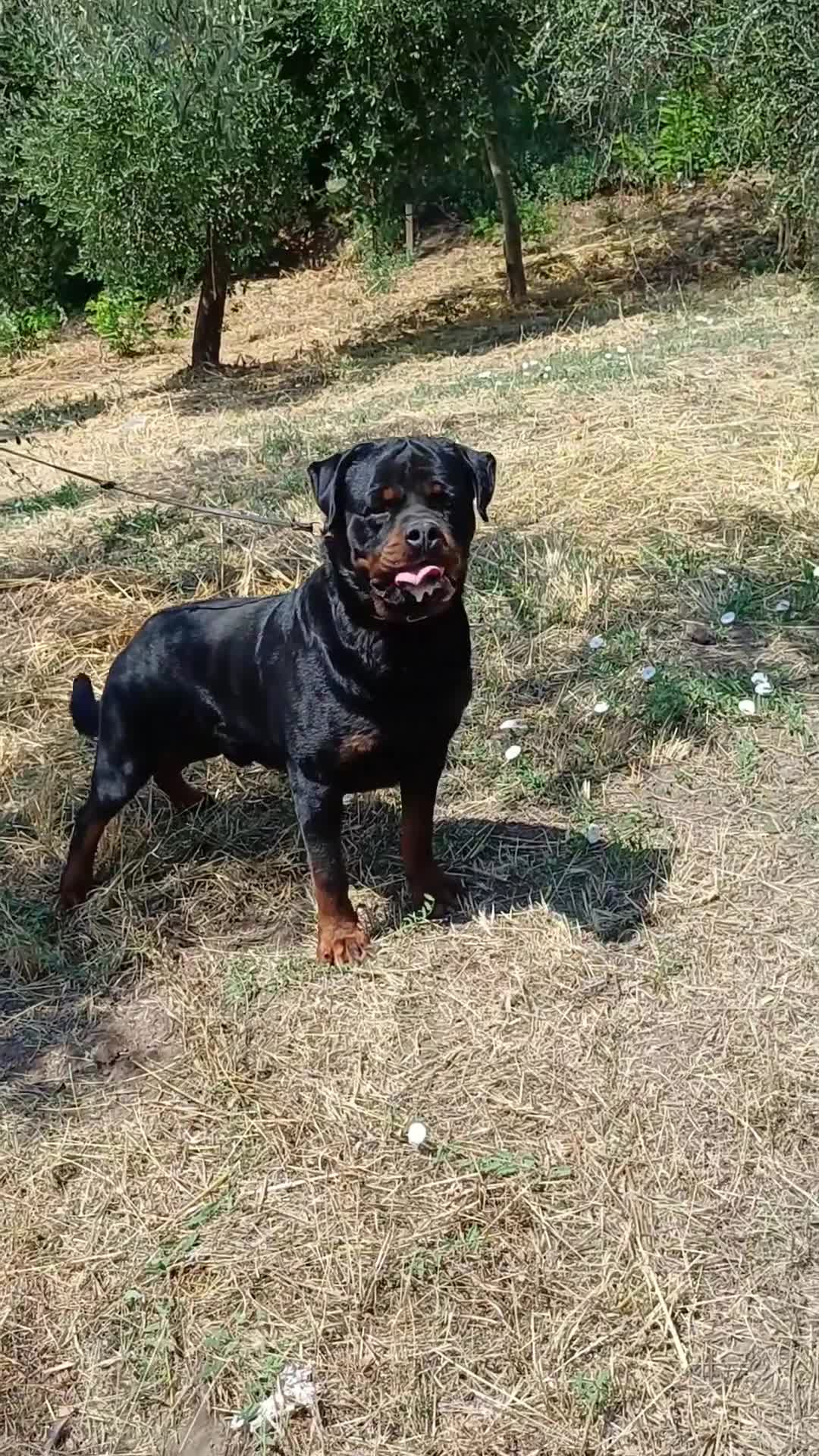 Rottweiler cani in vendita: Allevamento Rottweiler  - Video 1