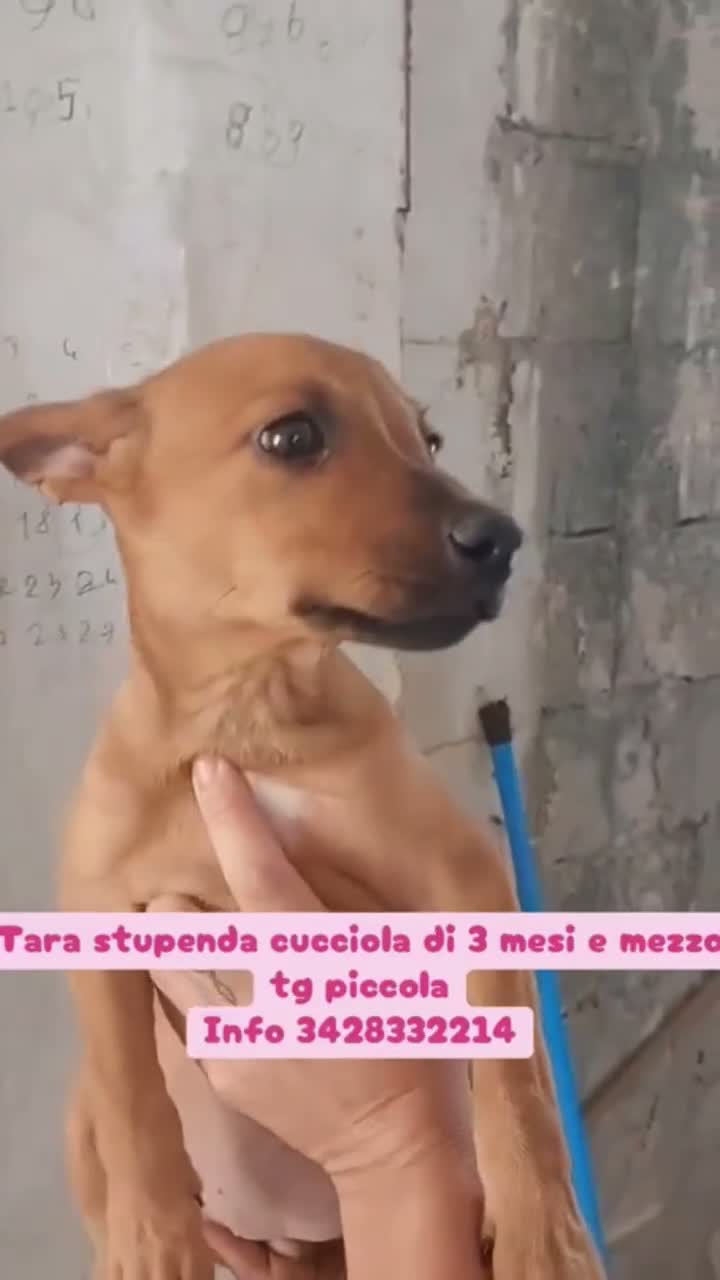 Meticcio cani in regalo: Pippo e Tara taglie piccole cercano casa - Video 1
