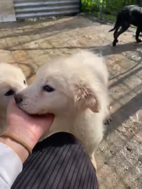 Meticcio cani in regalo: MI ADOTTI? SONO LA TENERA RUNA - Video 1