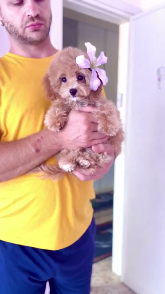 Maltipoo cani in vendita: Maltipoo - Video 1