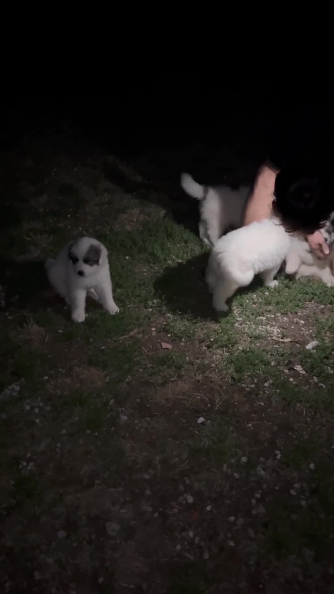 Cane da Montagna dei Pirenei cani in vendita: Sette cuccioli di Cane da Montagna dei Pirenei - Video 2