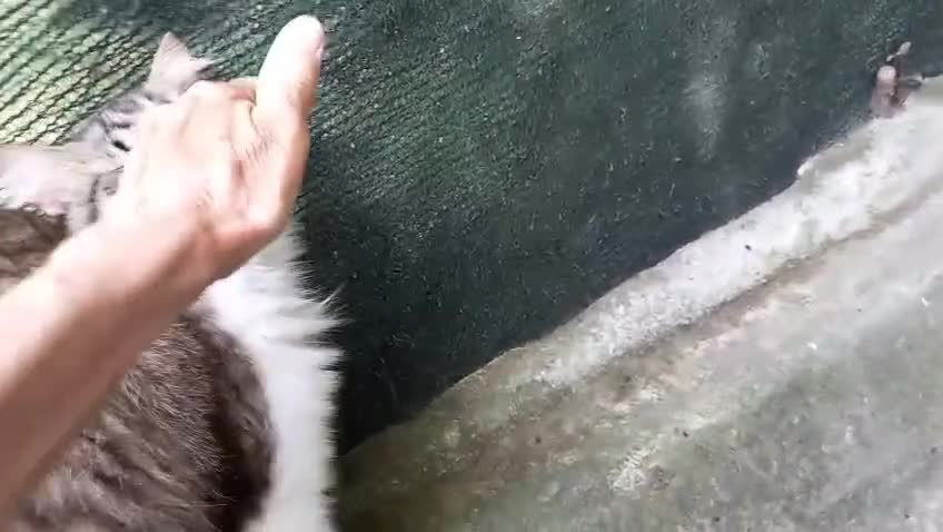 Europeo gatti in regalo: Dolcissima, super coccolona micia Blu  - Video 1