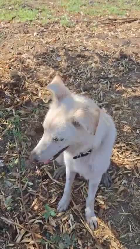 Meticcio cani in regalo: LUNA 🩷 un vulcano di amore e allegria!  😍 a Provincia di Treviso - Video 1