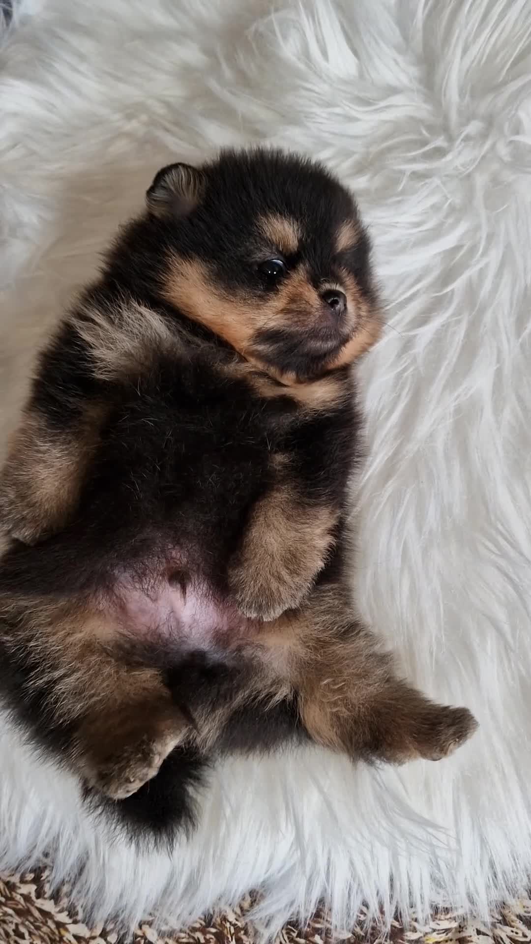 Spitz cani in vendita: Spitz di Pomerania black&tan femmina  - Video 1