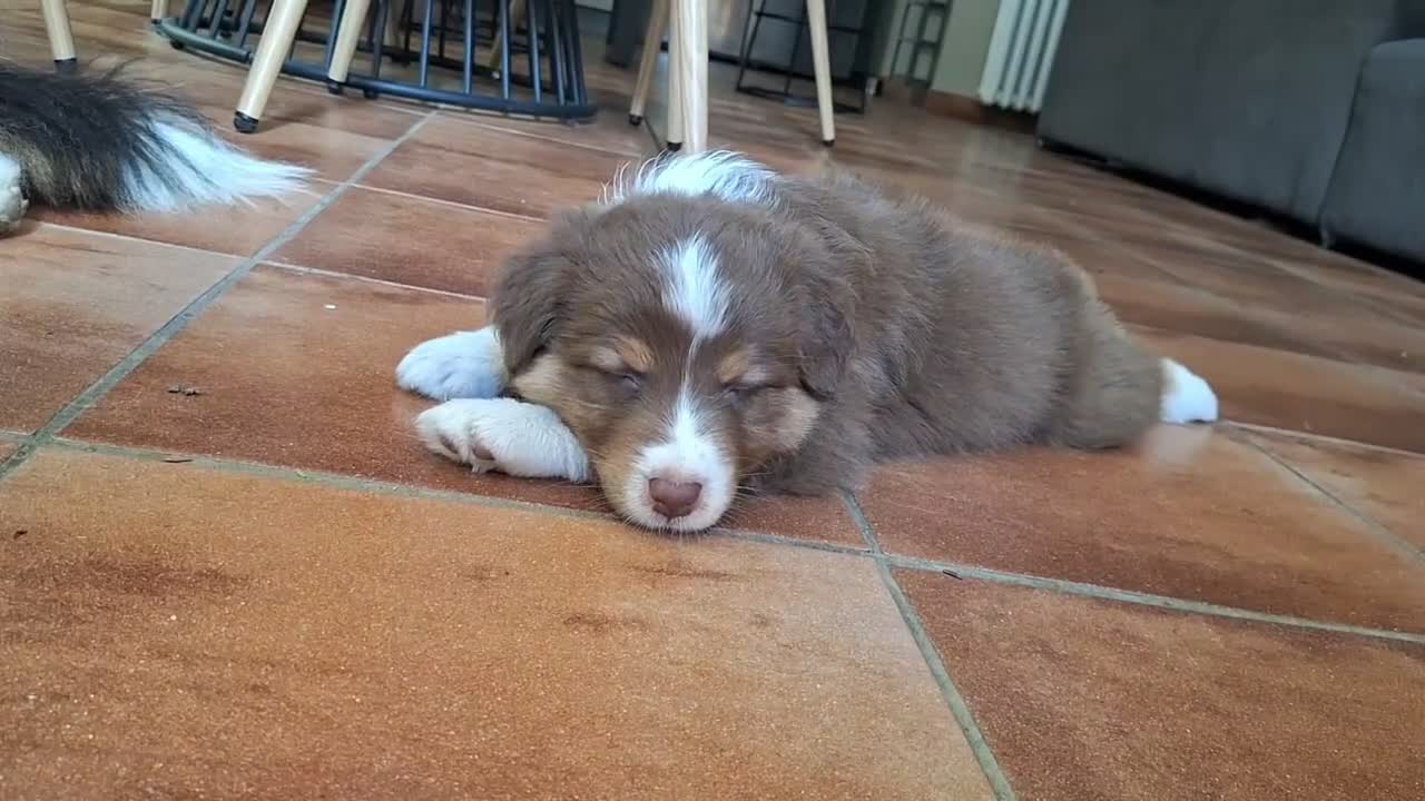 Australian Shepherd cani in vendita: pastore australiano aussie cuccioli - Video 2