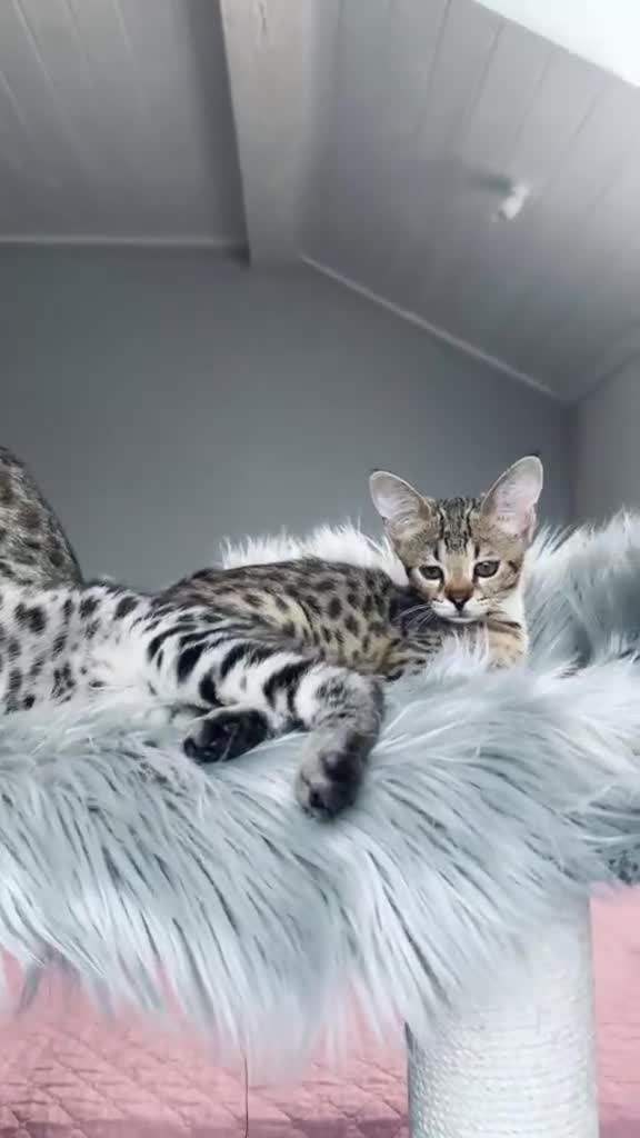 Savannah gatti in vendita: Splendidi cuccioli di gatto Savannah – 4 mesi  - Video 1