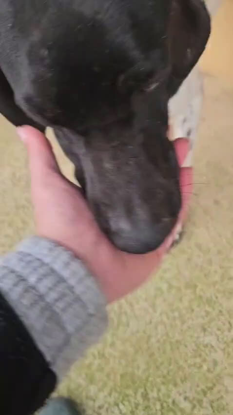 Pointer cani in regalo: Valentino: pointerino dolcissimo con tutti  - Video 1
