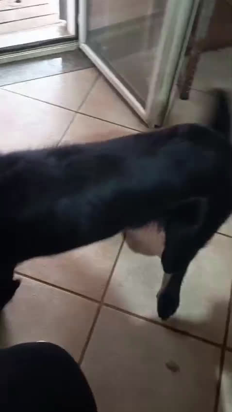 Golden Retriever cani in regalo: Un golden x te - Video 3