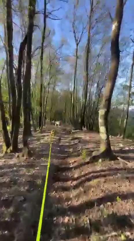 Meticcio cani in regalo: Everel: 12 anni, equilibrato e socievole  - Video 3
