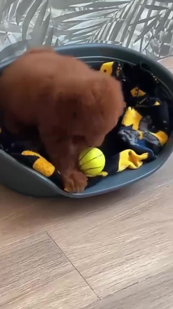 Barboncino Toy cani in vendita: Cuccioli barboncino toy e mini toy  a Provincia di Brescia - Video 3