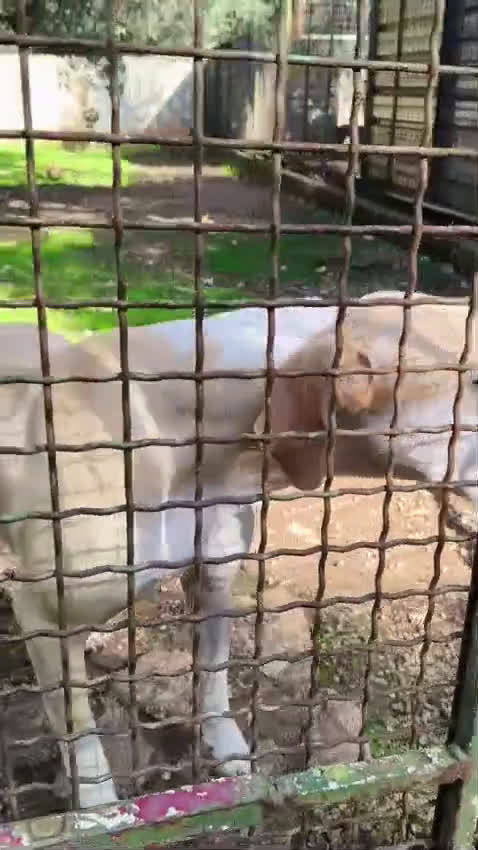 Meticcio cani in regalo: Rosy bella equilibrata dolce socievole  - Video 3