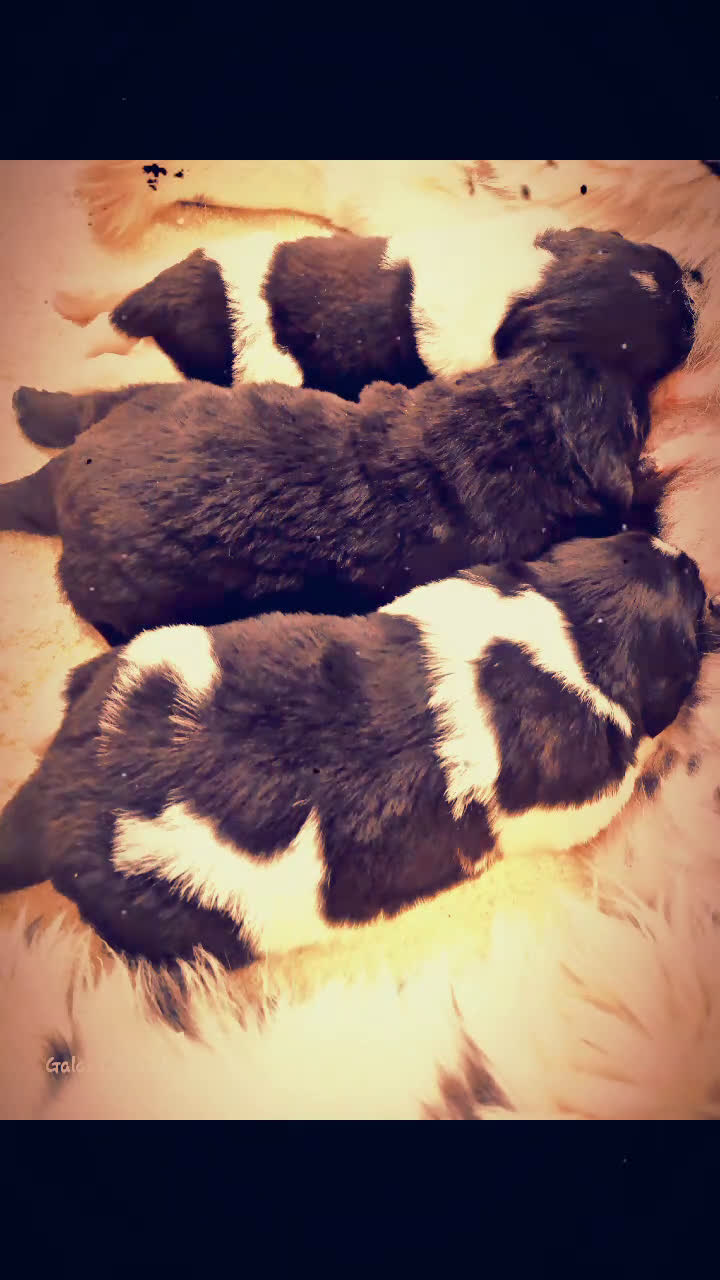 Terranova cani in vendita: Cuccioli di Terranova  - Video 1