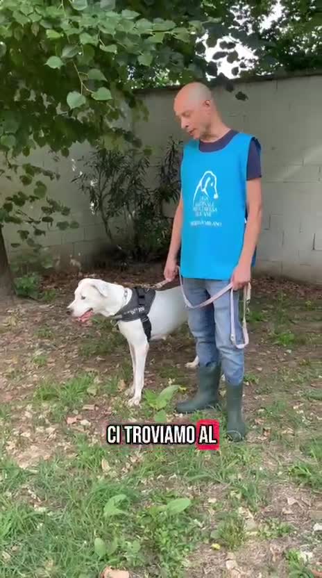 Meticcio cani in regalo: LOLA DOGO ARGENTINO - Video 1