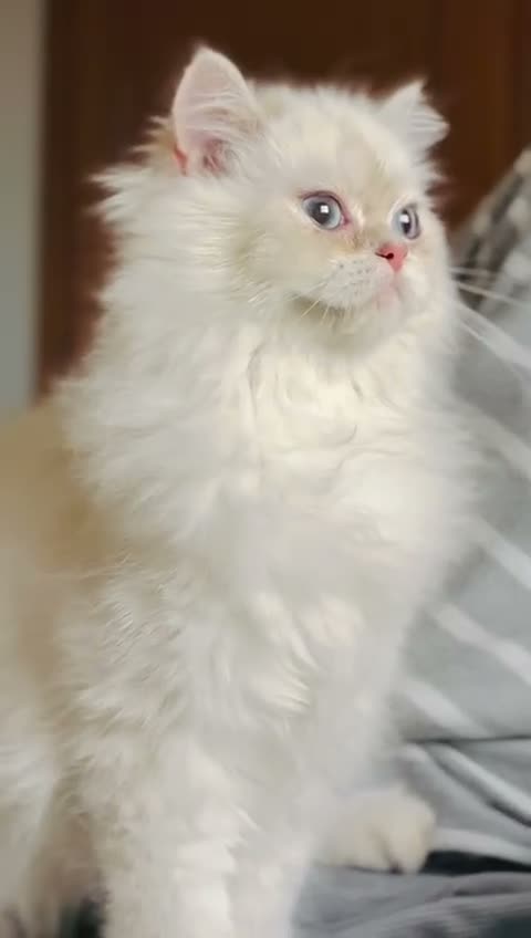 British gatti in vendita: Cucciolo di British Longhair  a Provincia di Perugia - Video 1