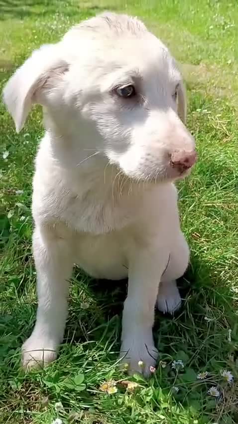 Meticcio cani in regalo: Cuccioli meticci taglia medio abbondante  - Video 2