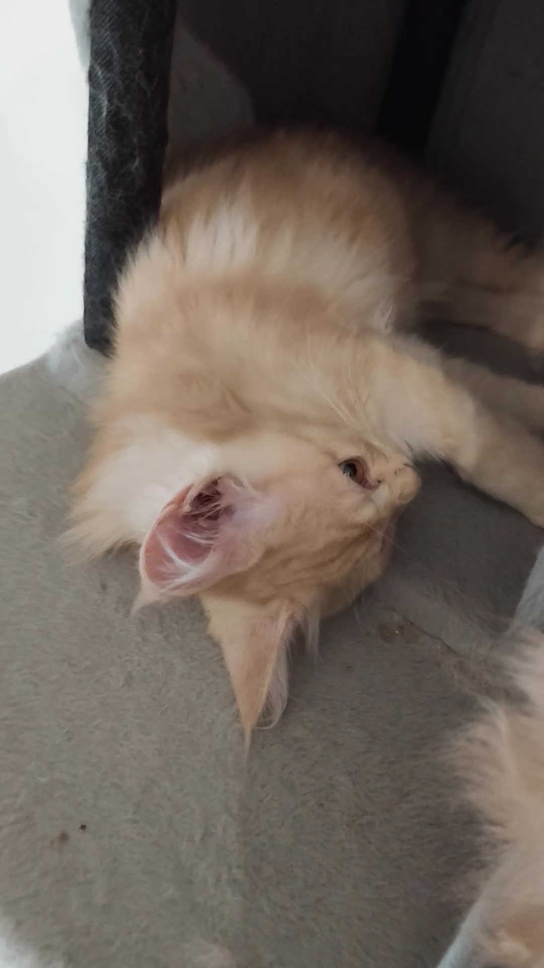 Maine Coon gatti in vendita: Femminucce Maine coon  - Video 2