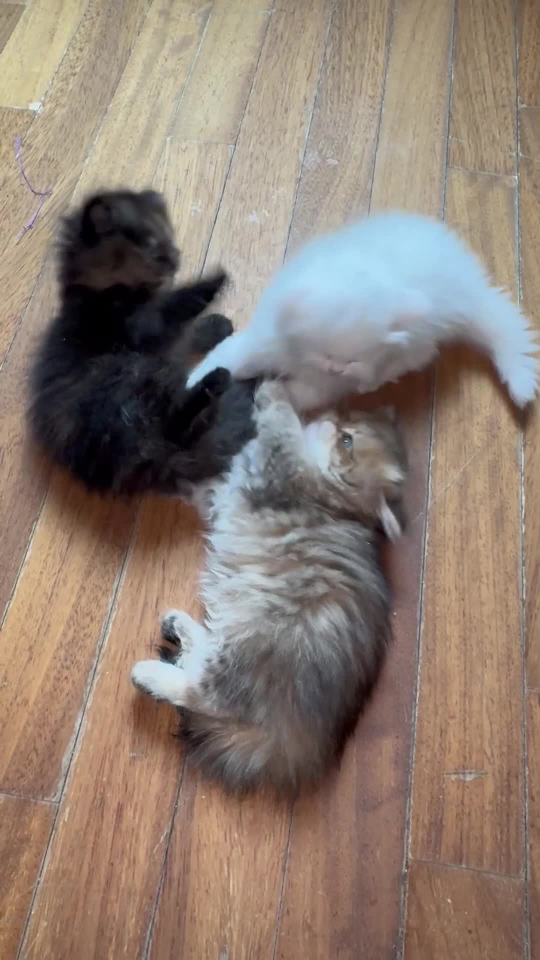 Persiano gatti in vendita: Splendidi Cuccioli di Gatto Persiano Puri - Video 1
