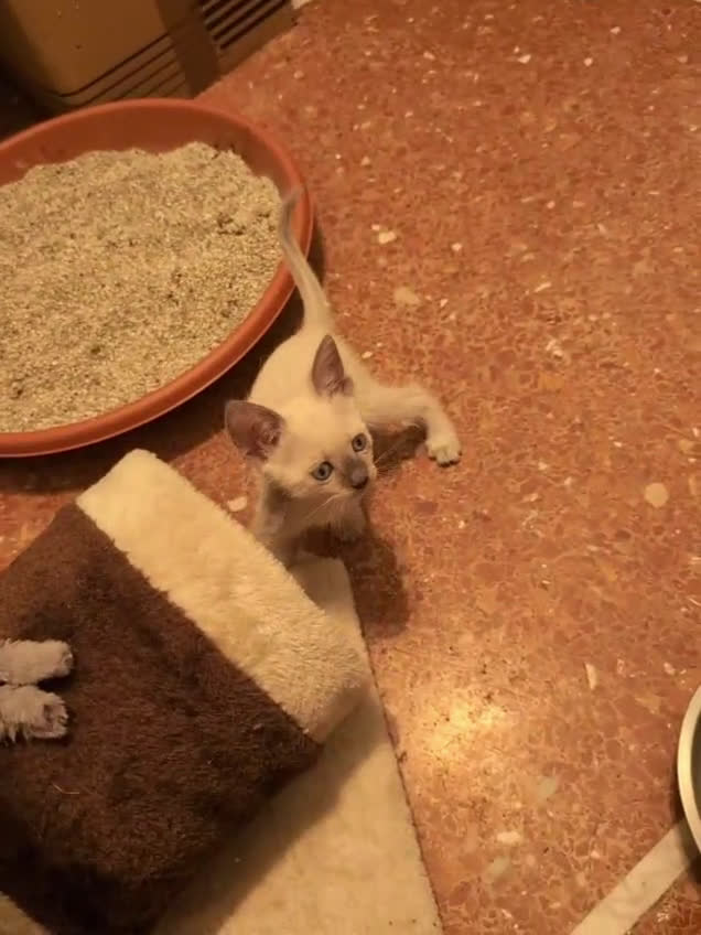 Siamese gatti in vendita: CUCCIOLA FEMMINA DI SIAMESE BLUE POINT - Video 1