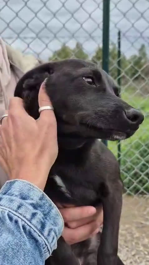 Meticcio cani in regalo: Tanti cuccioli cercano un porto sicuro - Video 5