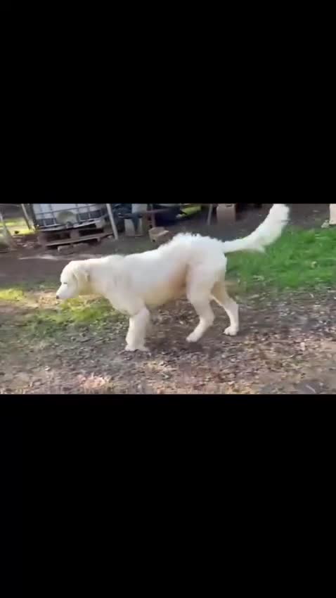 Meticcio cani in regalo: Fatima è tutto ciò che cerchi - Video 1