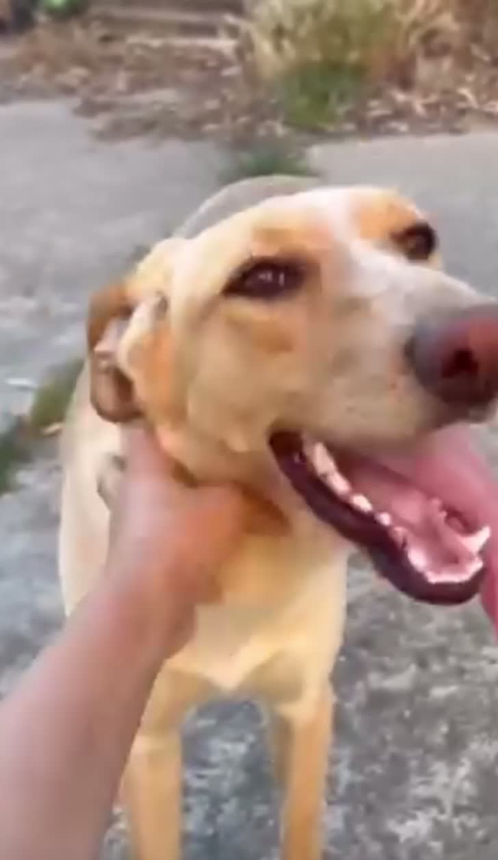 Meticcio cani in regalo: Rosy splendida giovane simil Segugio cerca casa - Video 2