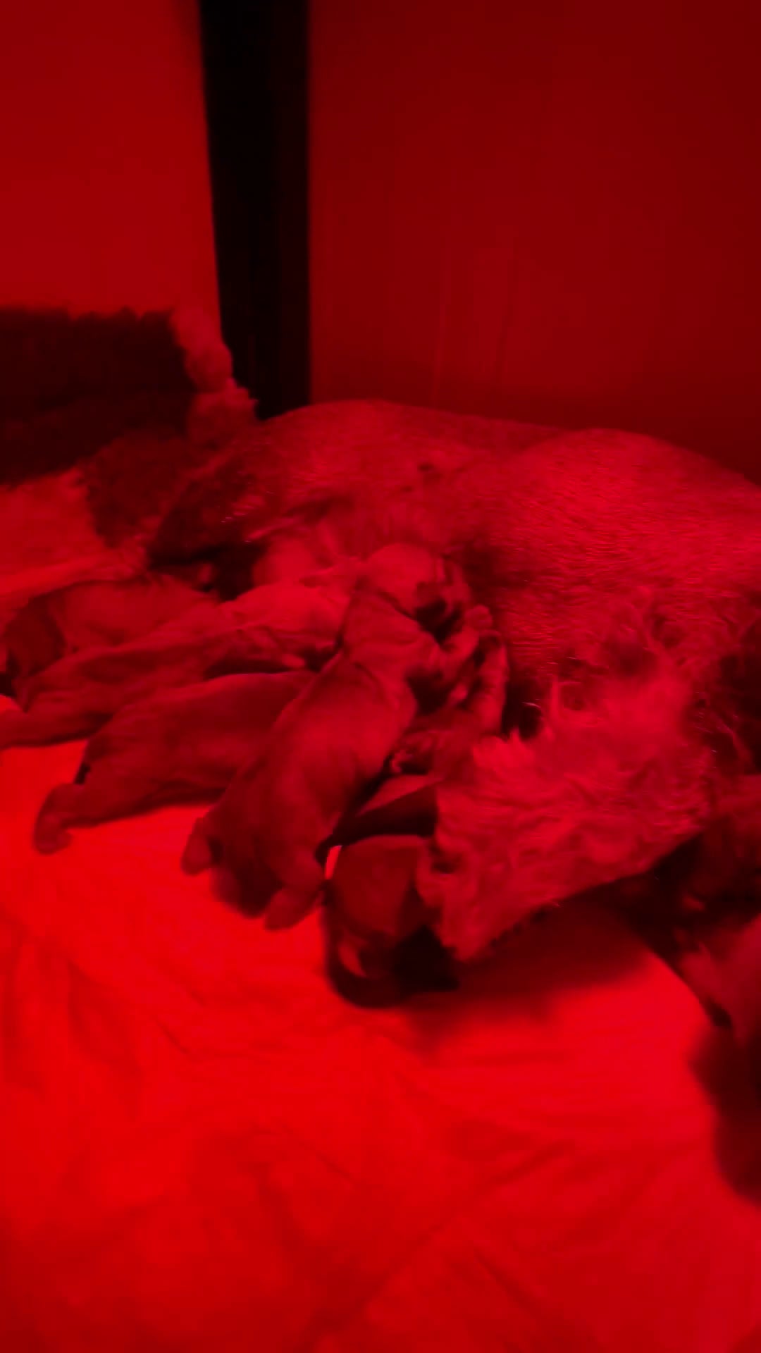 Bassotto cani in vendita: Bassotti pelo duro  - Video 1