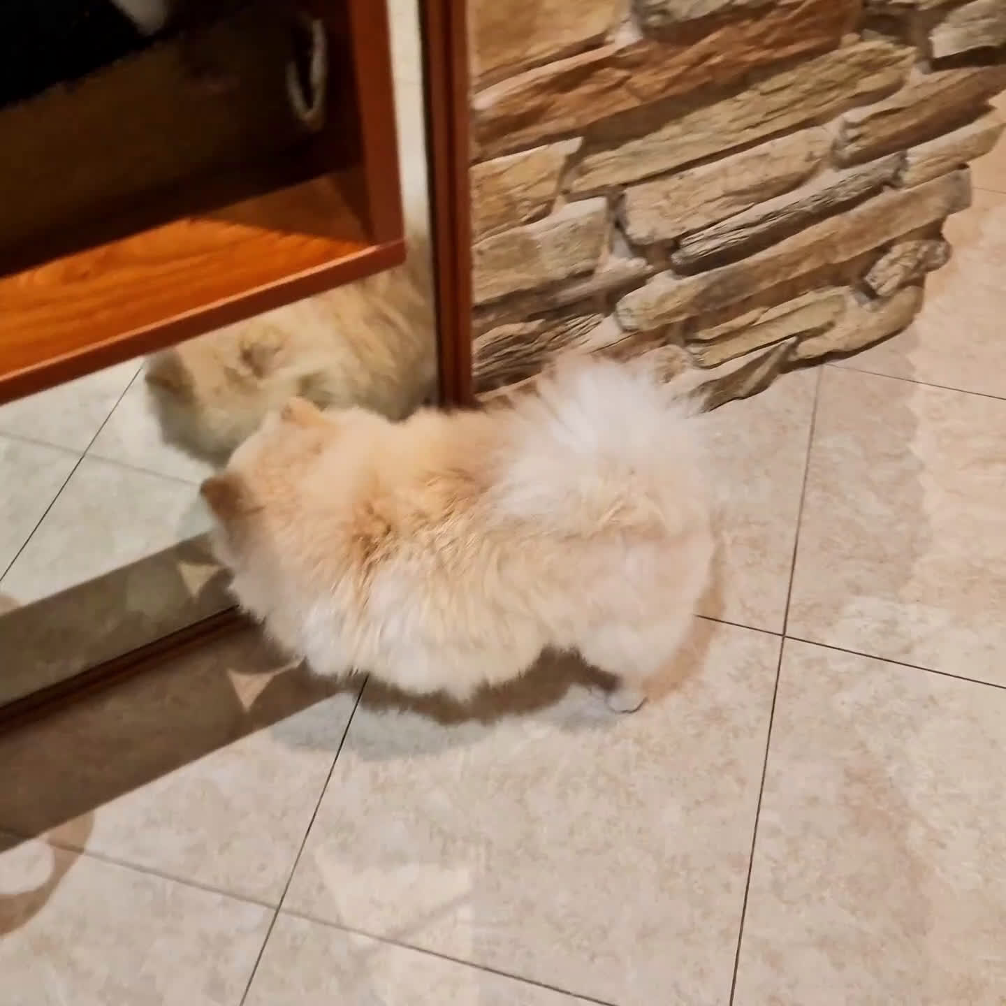 Spitz cani in regalo: Spitz tedesco NANO Pomerania  a Provincia di Monza e della Brianza - Video 3