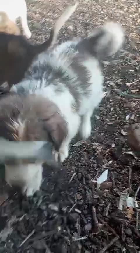 Pastore Asia Centrale cani in vendita: Cuccioli Cane da Pastore dell'Asia Centrale - Video 2