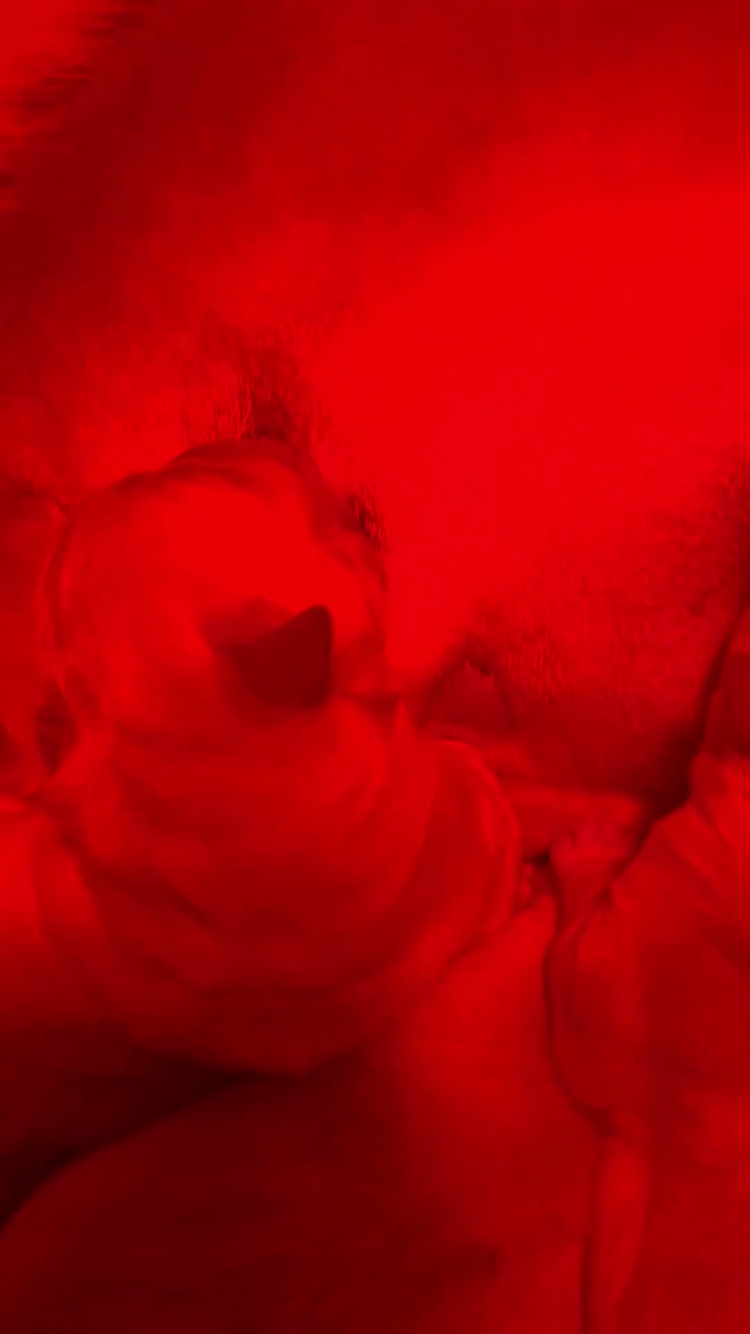Labrador cani in vendita: Disponibili cuccioli Labrador di alta genealogia - Video 1