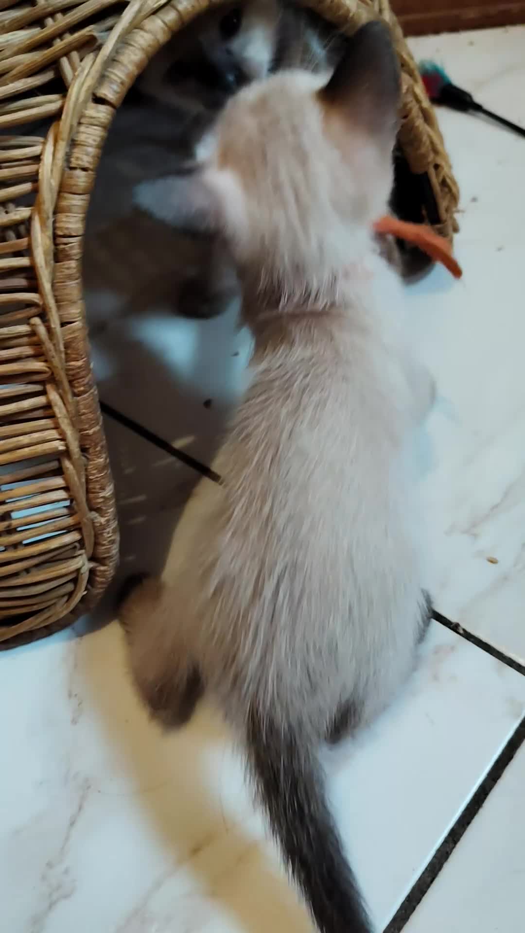 Thai gatti in vendita: Siamese tradizionale, Thai microchip Pedigree  - Video 1