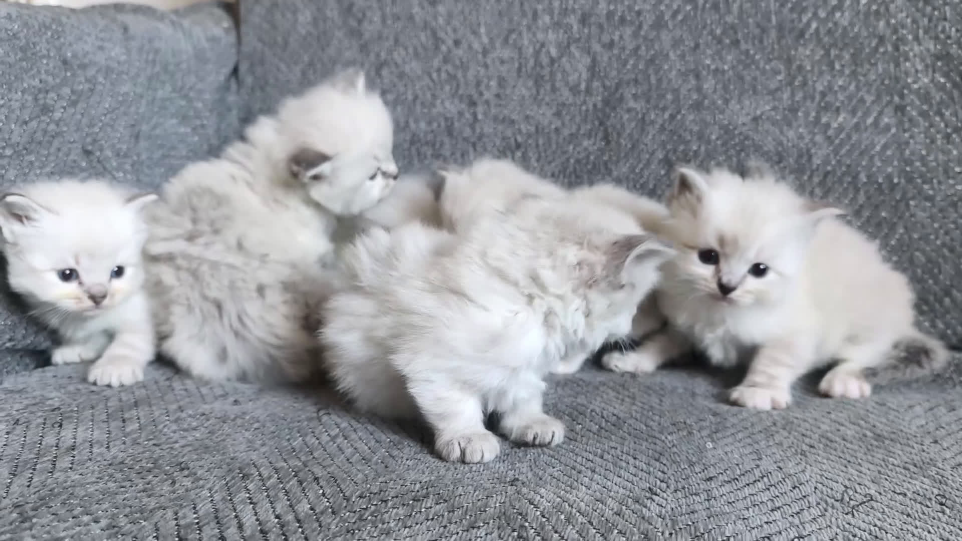 Siberiano gatti in vendita: Cuccioli siberiani  - Video 1