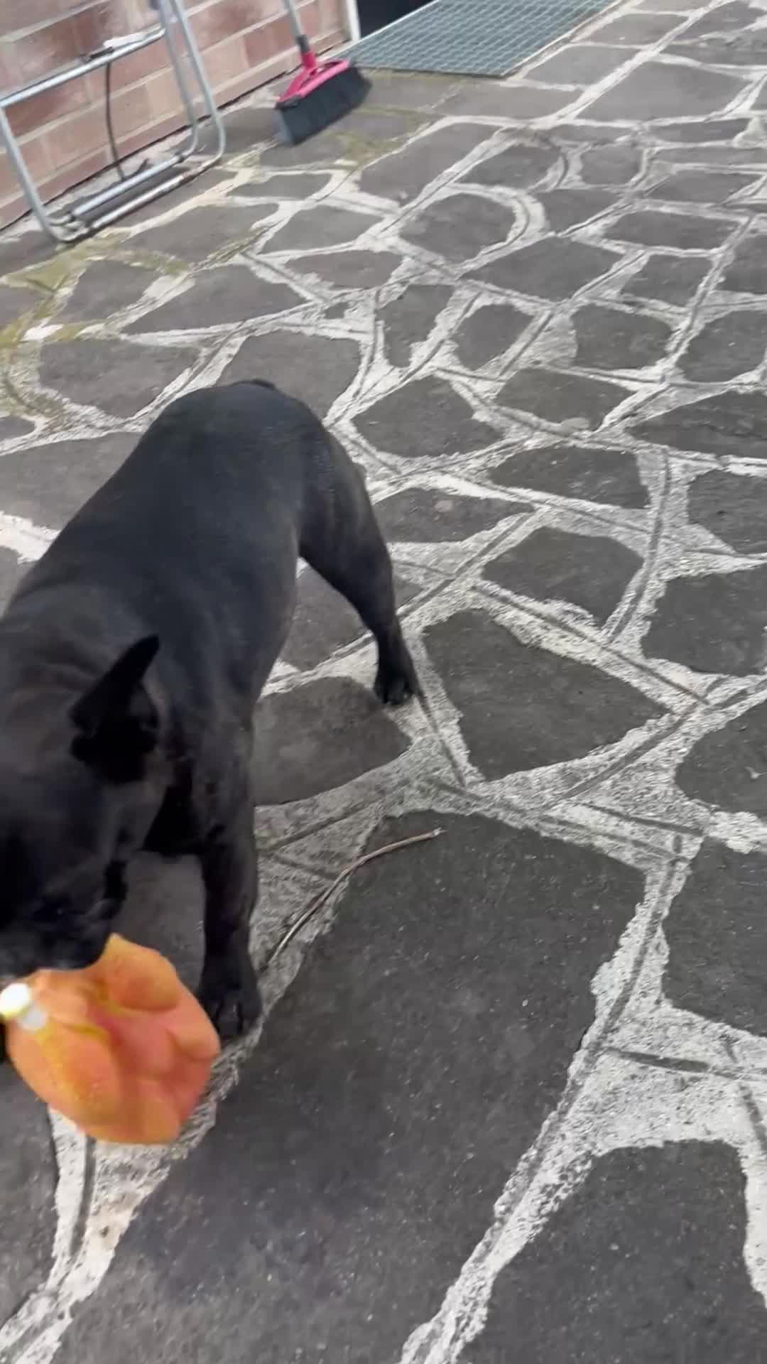 Bulldog Francese cani in vendita: bulldog francese  - Video 2