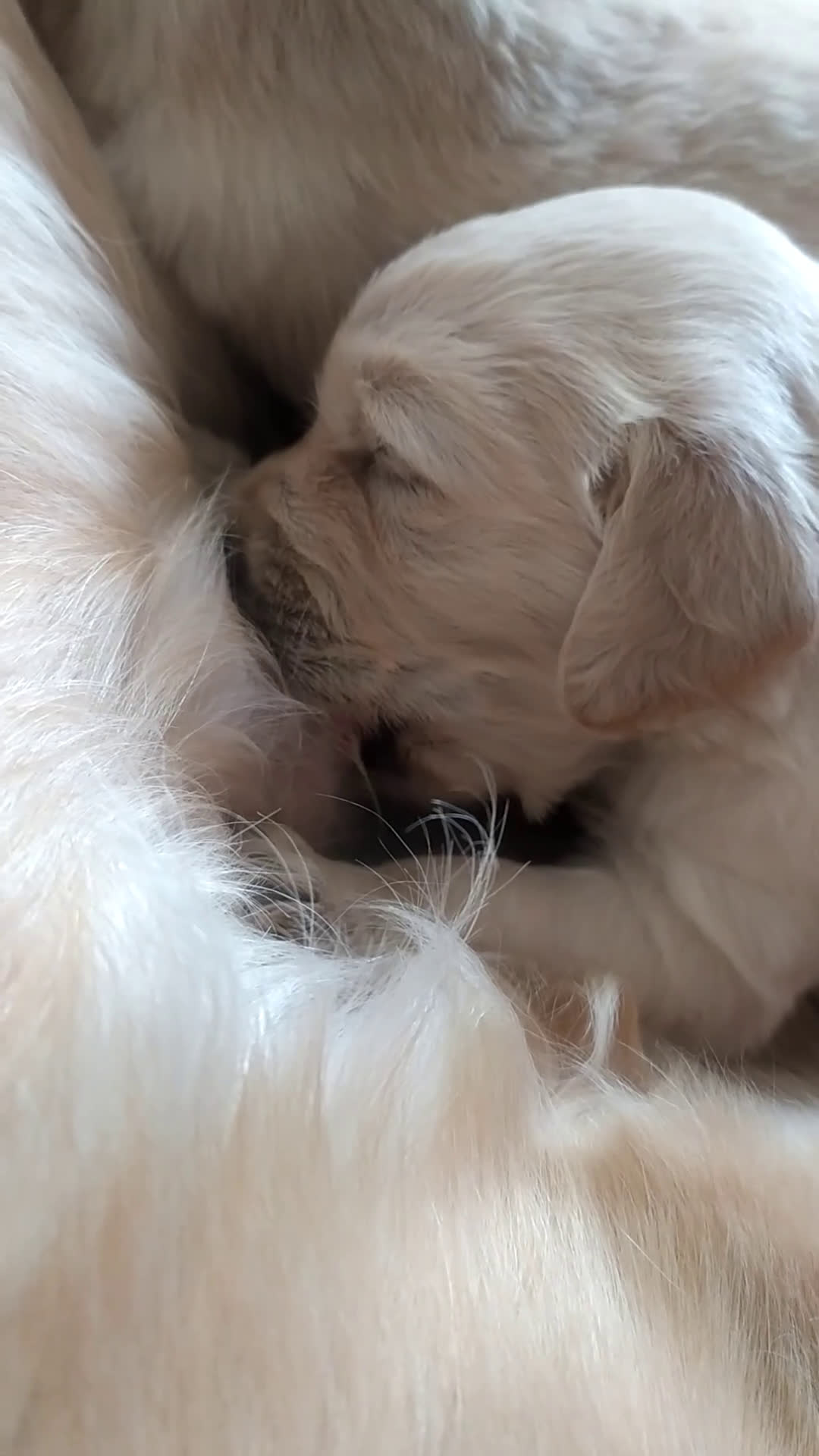 Golden Retriever cani in vendita: Golden retriever linea inglese a Provincia di Alessandria - Video 2