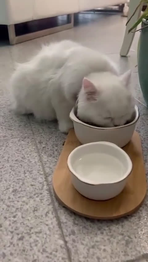 Persiano gatti in vendita: Persiani bianchi chinchilla - Video 2