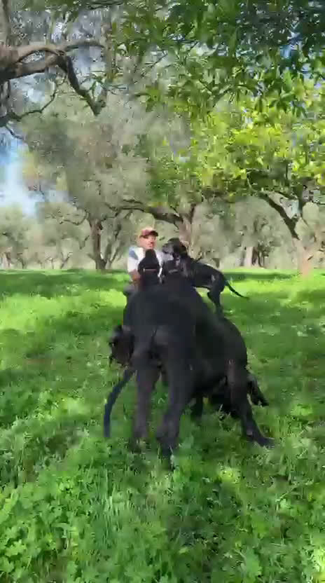 Alano cani in vendita: Cuccioli di Alano nero, ad alta geneaologia - Video 2