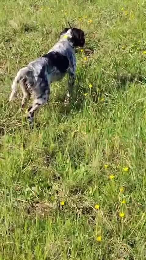 Setter Inglese cani in vendita: setter inglese femmina - Video 1