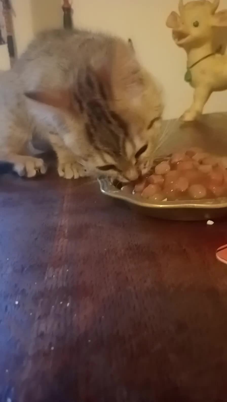 Abissino gatti in vendita: Abissino bengala  - Video 1