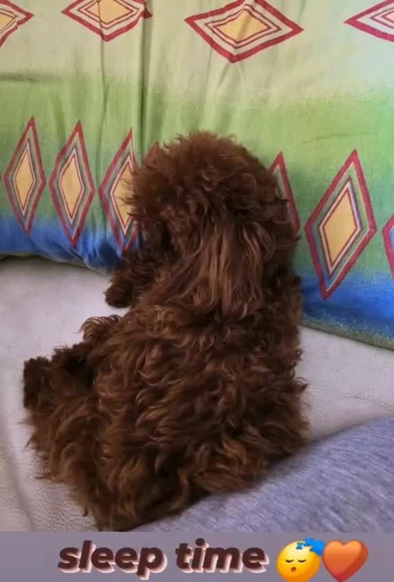 Barboncino Toy cani in vendita: Barboncino asiatico  - Video 3