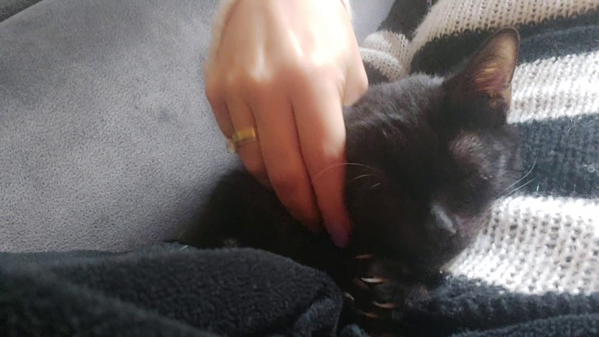 Europeo gatti in regalo: Gattino nero in adozione  - Video 1